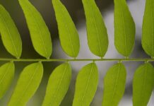 Green leaves